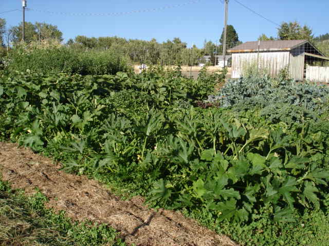 [garden 2012 Sept 3 004.jpg]